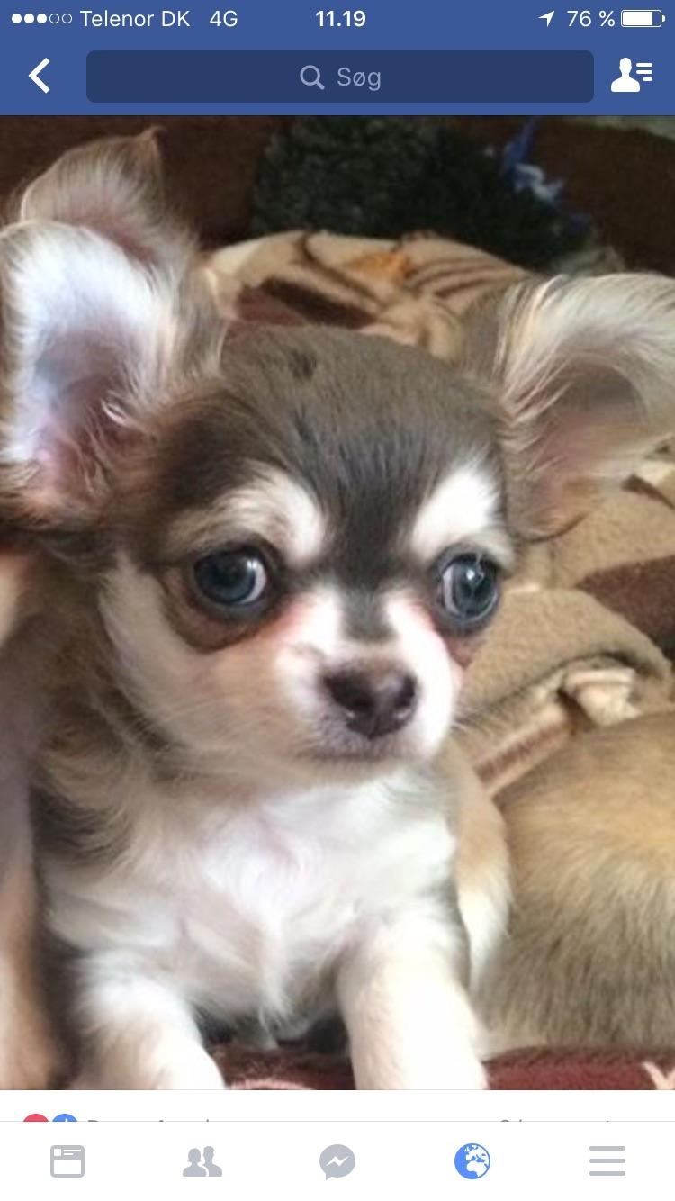 Chihuahua Pleasure" Amadeus " King of the World  billede 1