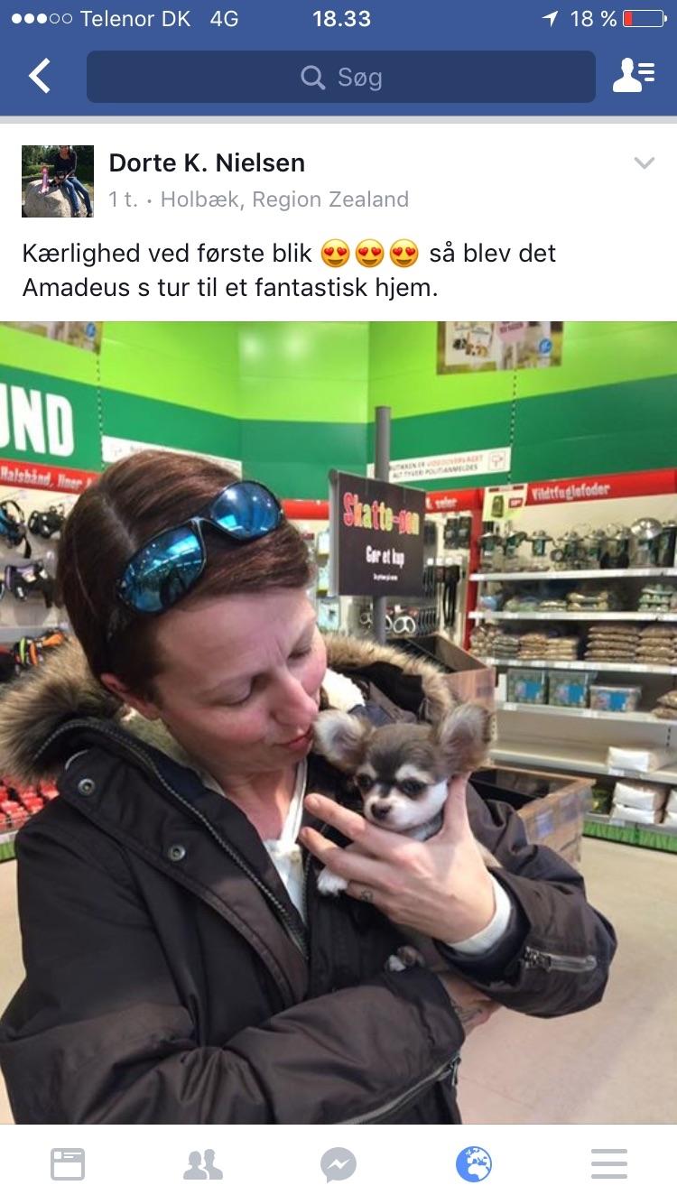 Chihuahua Pleasure" Amadeus " King of the World  billede 2