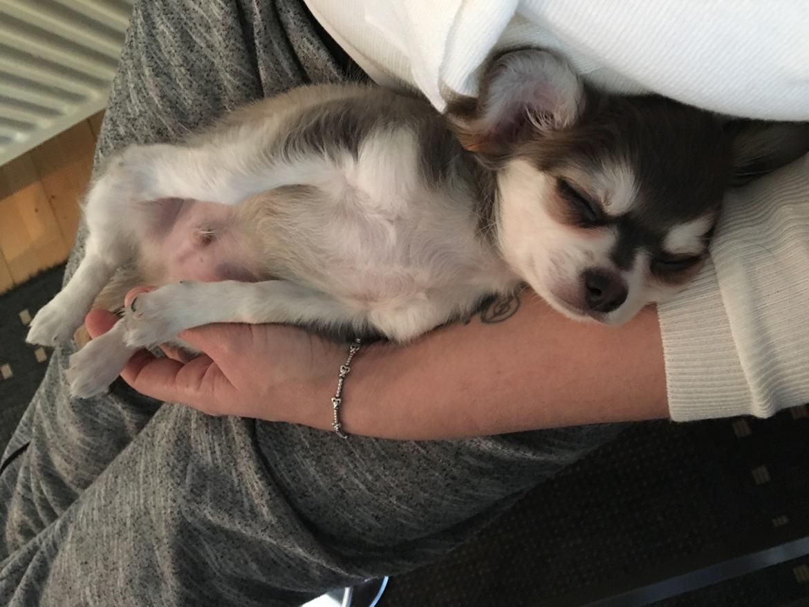 Chihuahua Pleasure" Amadeus " King of the World  billede 4