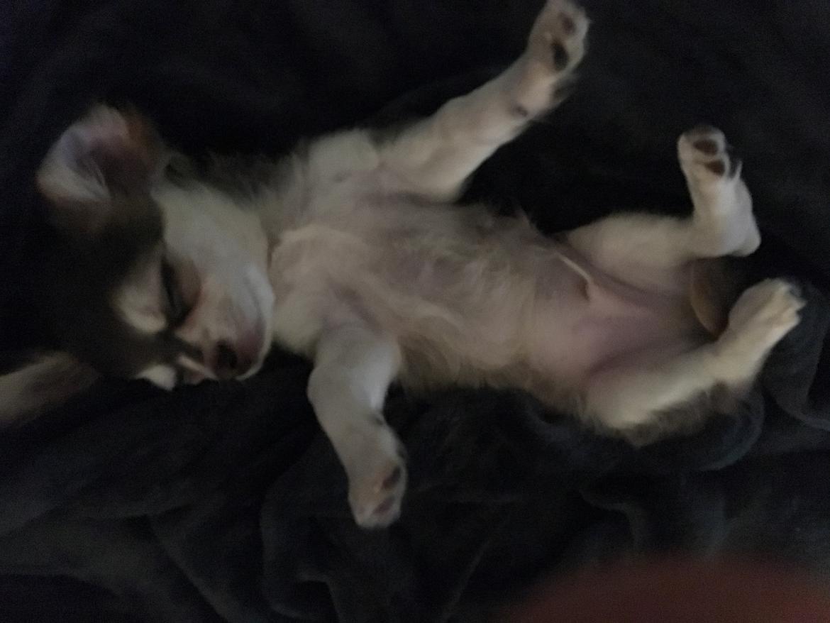 Chihuahua Pleasure" Amadeus " King of the World  billede 5