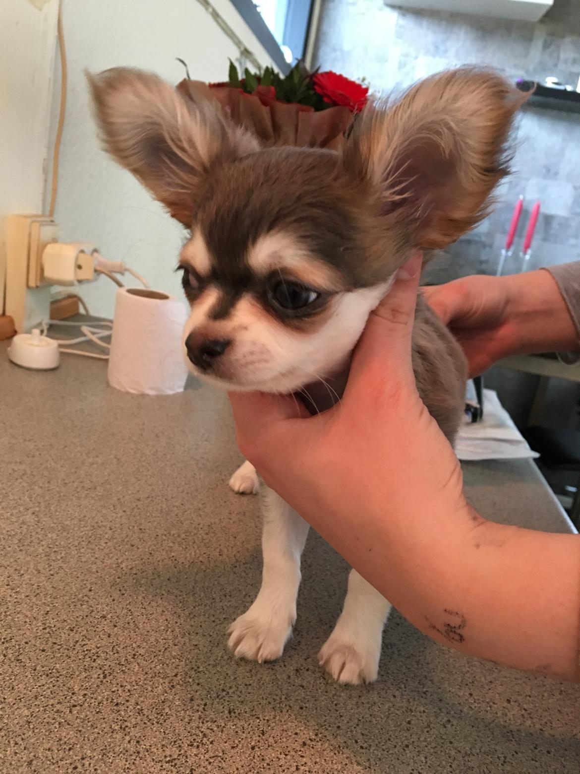 Chihuahua Pleasure" Amadeus " King of the World  billede 6