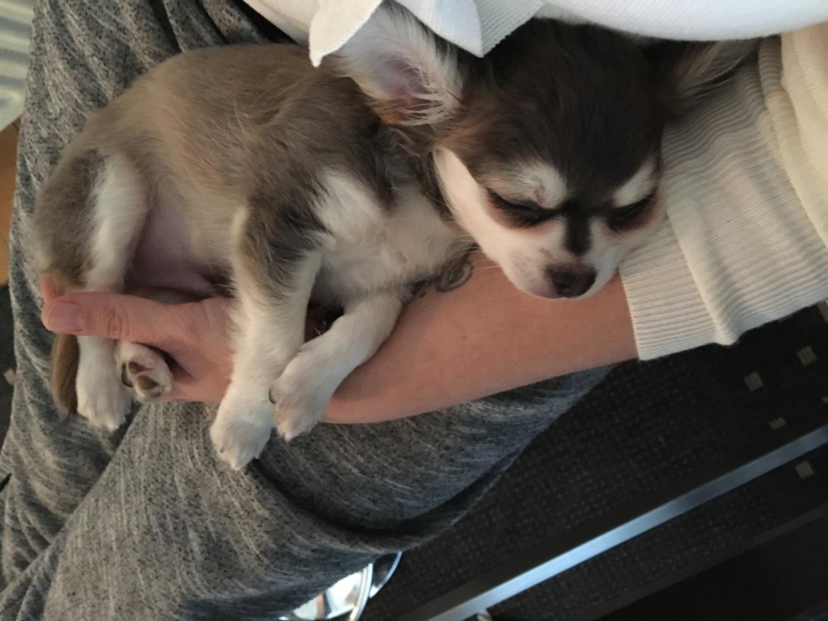 Chihuahua Pleasure" Amadeus " King of the World  billede 3