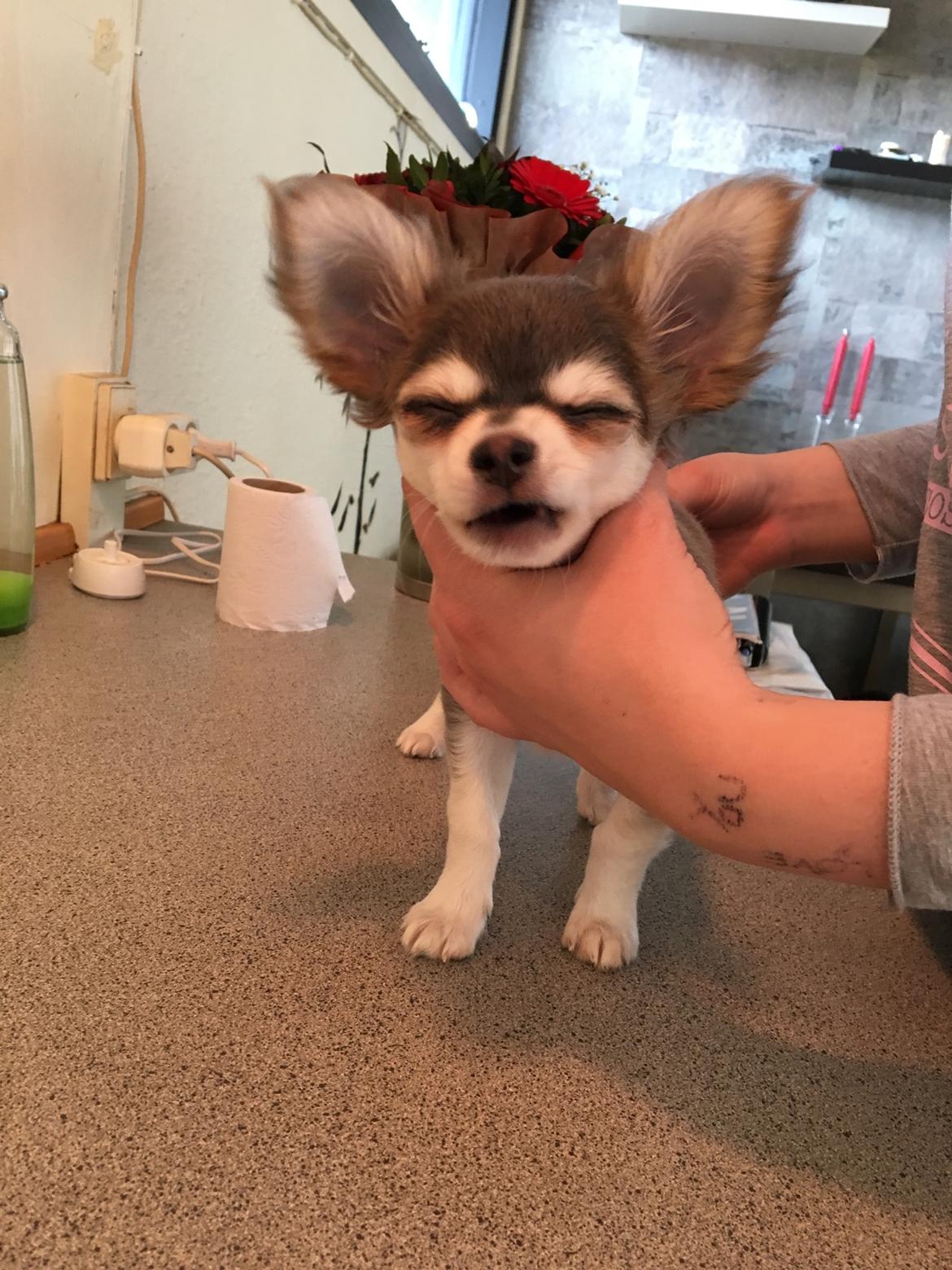 Chihuahua Pleasure" Amadeus " King of the World  billede 8