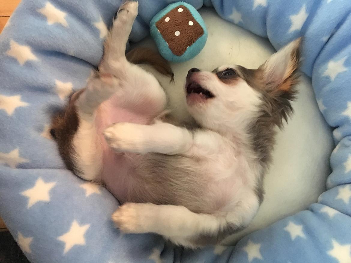 Chihuahua Pleasure" Amadeus " King of the World  billede 9