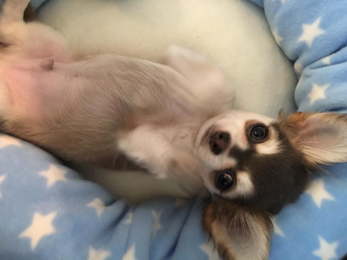 Chihuahua Pleasure" Amadeus " King of the World  billede 10