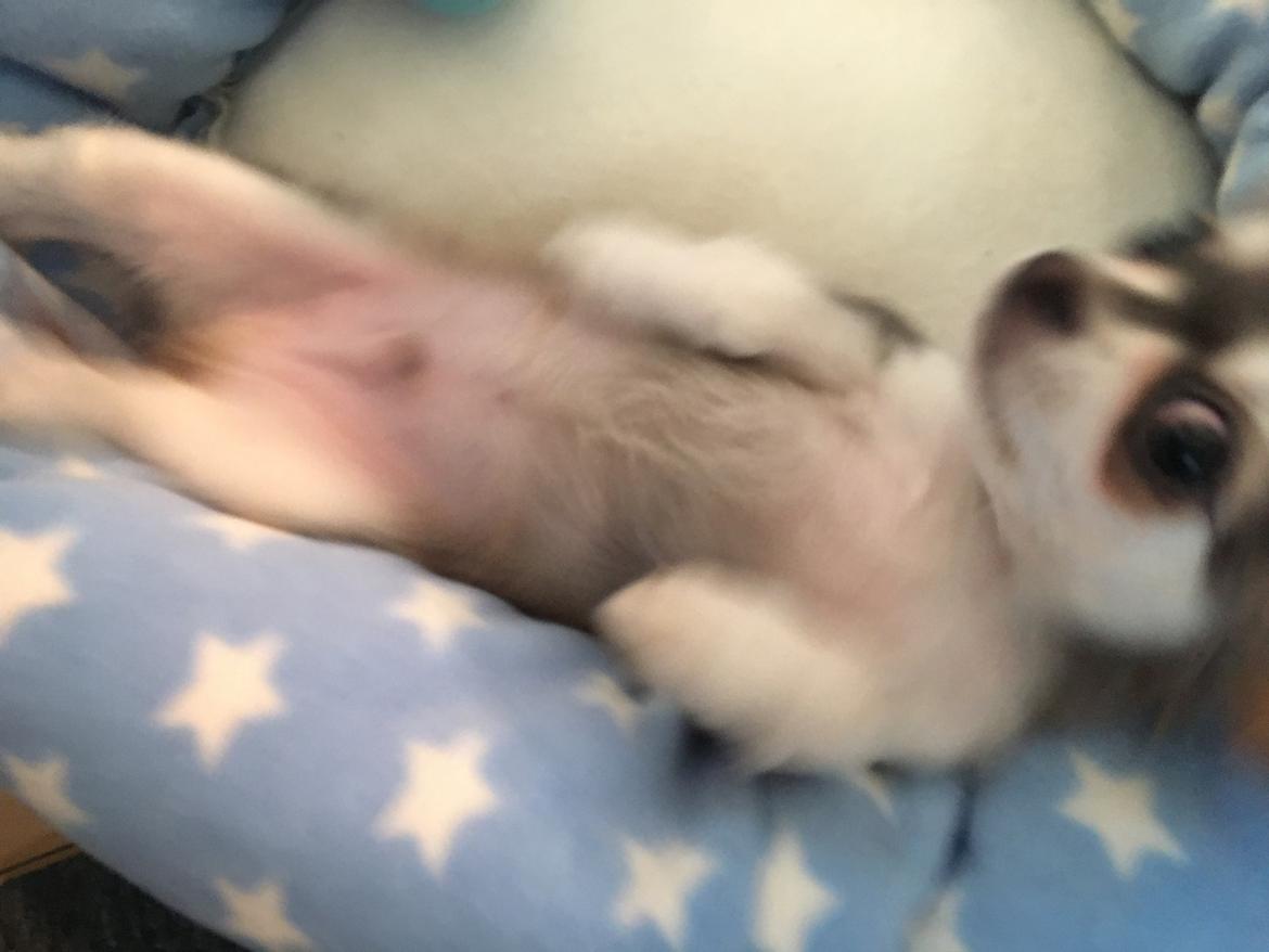 Chihuahua Pleasure" Amadeus " King of the World  billede 11