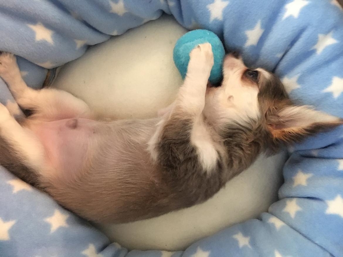 Chihuahua Pleasure" Amadeus " King of the World  billede 12