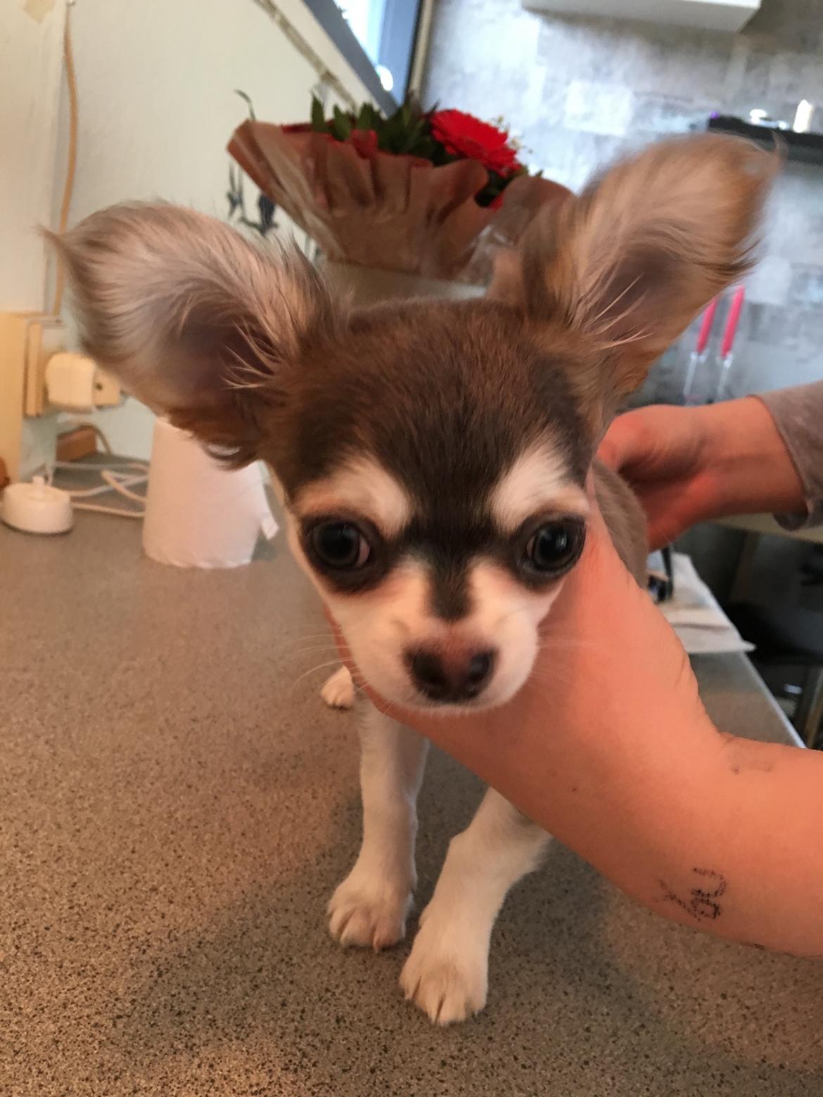 Chihuahua Pleasure" Amadeus " King of the World  billede 7