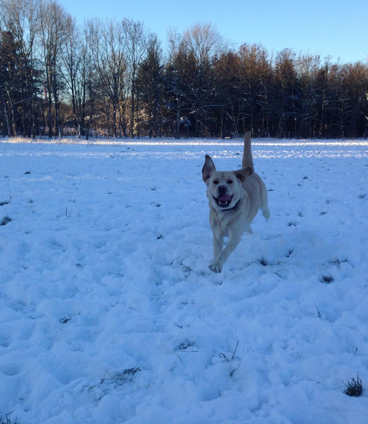 Labrador retriever Timmy Larsen - Når man har en god oplevelse i sneen <3 billede 5