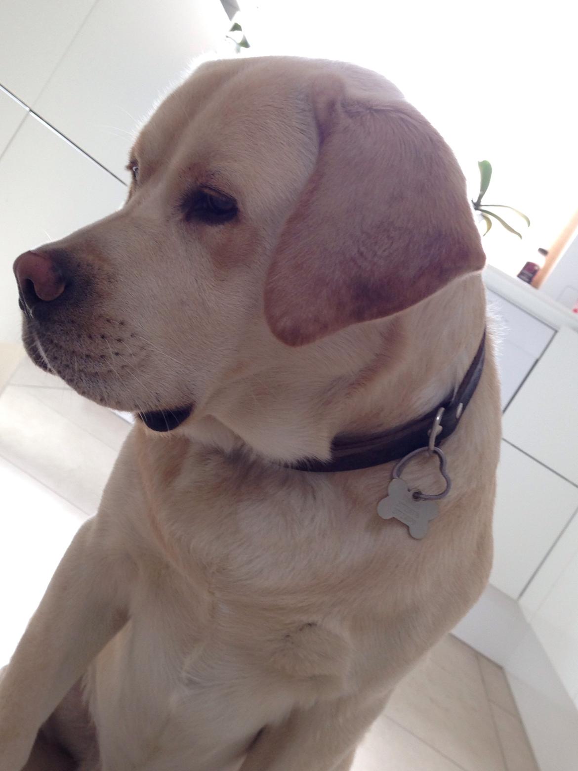 Labrador retriever Timmy Larsen billede 1