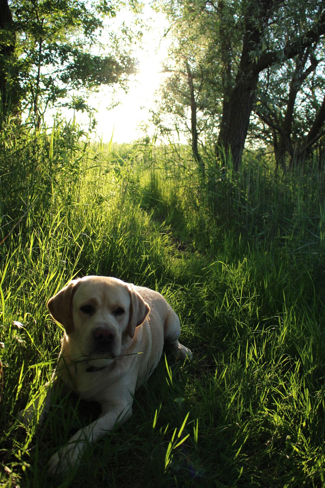 Labrador retriever Timmy Larsen - Dejligt vejr og en god udforskning billede 4