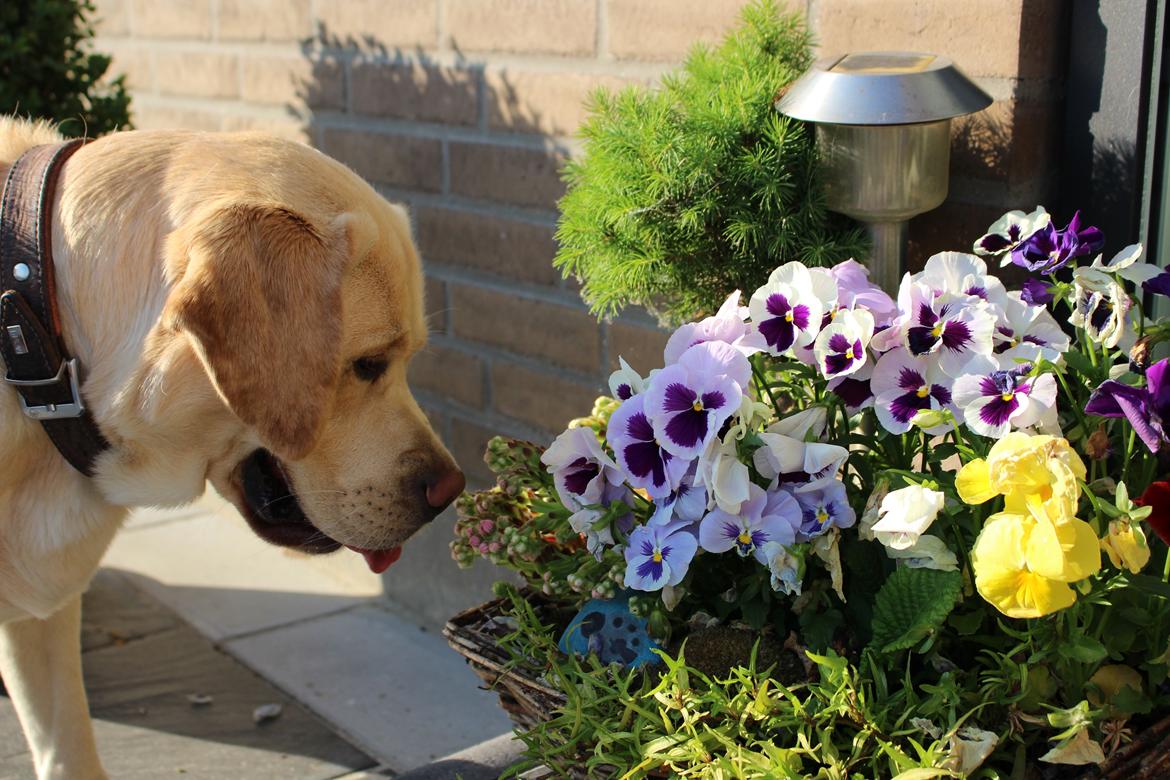 Labrador retriever Timmy Larsen - Sommer, blomster, farver og et enormt godt vejr! billede 3