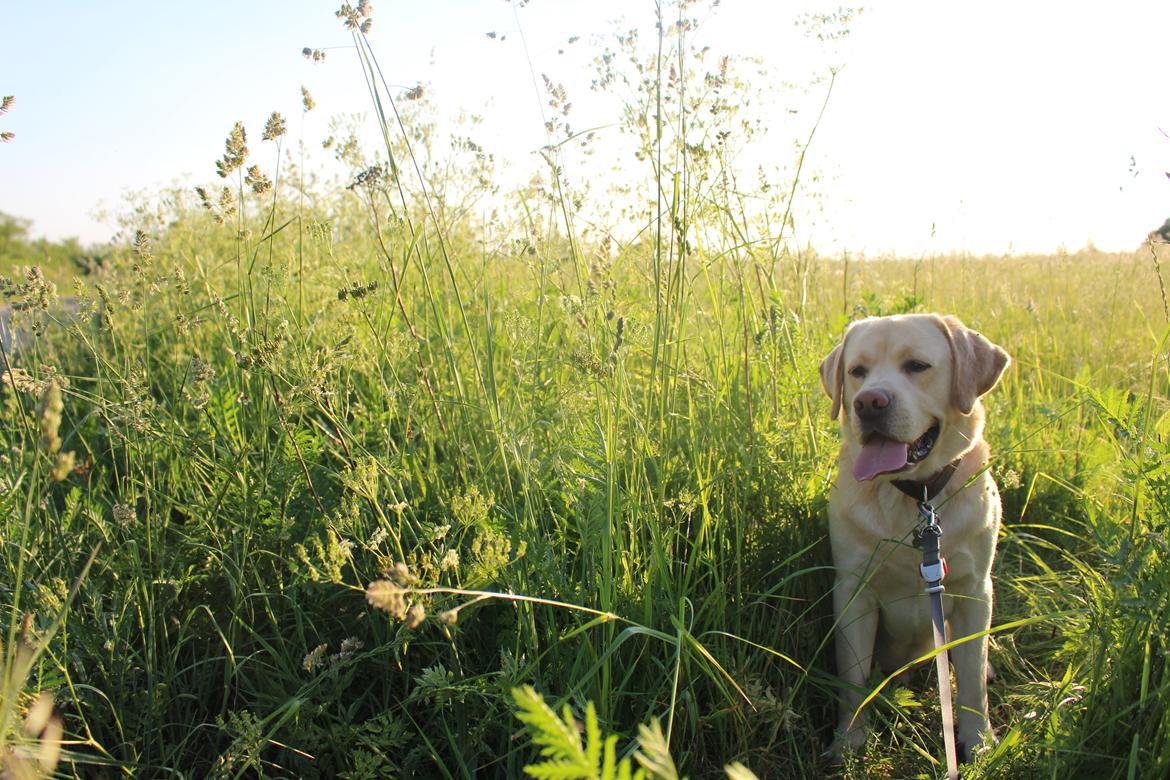 Labrador retriever Timmy Larsen - Hvor vi glæder os til sommeren<3 billede 2