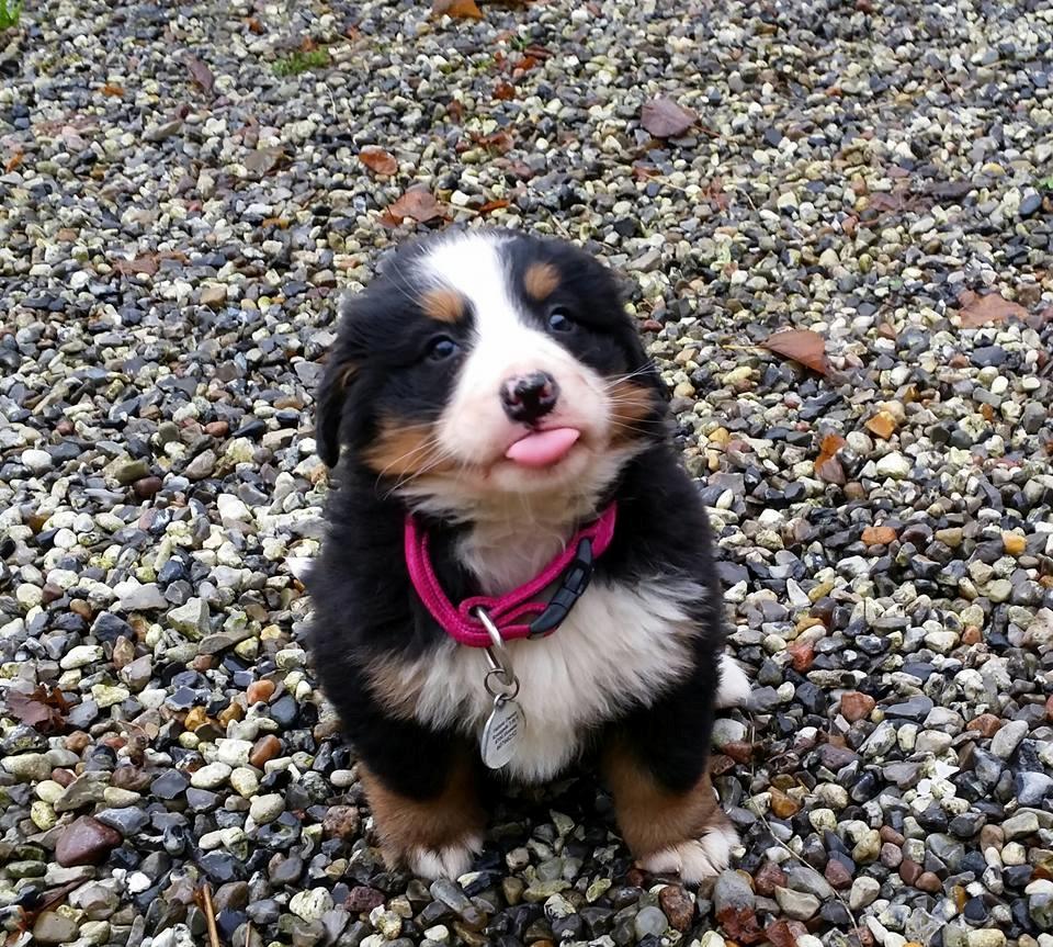 Berner sennenhund Scachris´s Sille "Lippa" - Lippa 5 uger billede 4