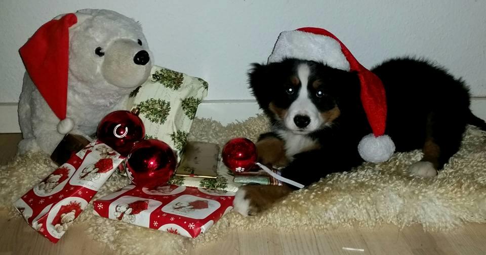 Berner sennenhund Scachris´s Sille "Lippa" billede 5