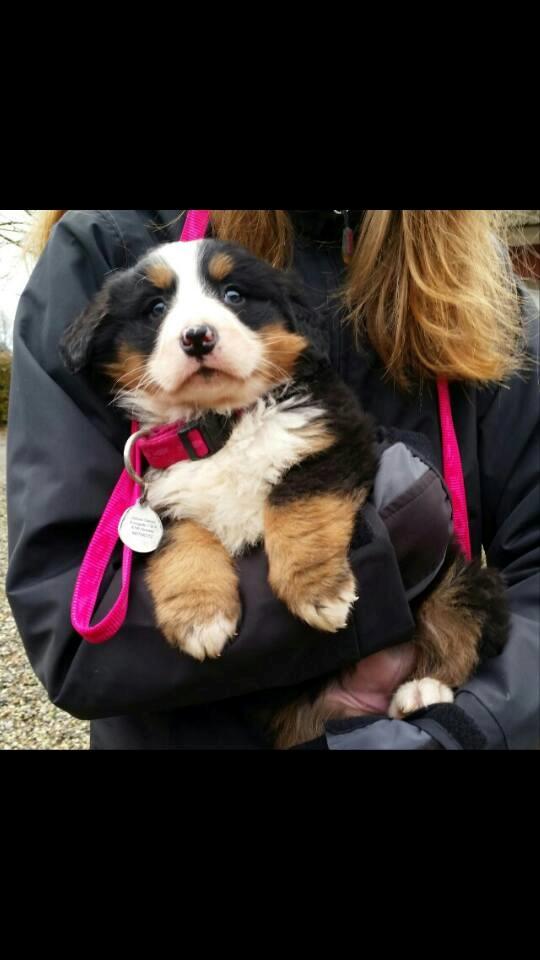 Berner sennenhund Scachris´s Sille "Lippa" billede 6