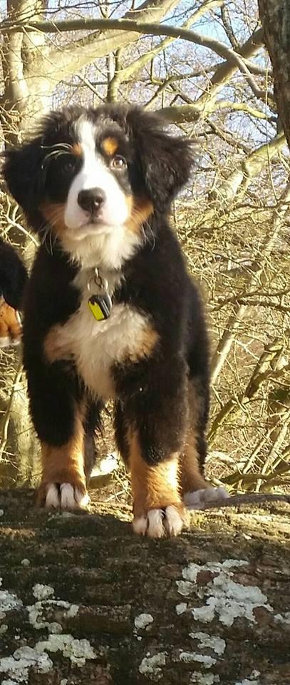 Berner sennenhund Scachris´s Sille "Lippa" billede 3