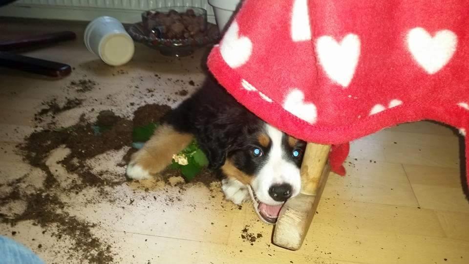 Berner sennenhund Scachris´s Sille "Lippa" - første besøg hos bedstemor billede 9