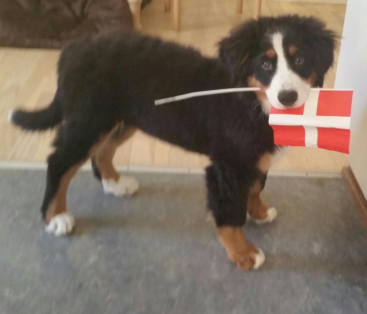 Berner sennenhund Scachris´s Sille "Lippa" billede 10