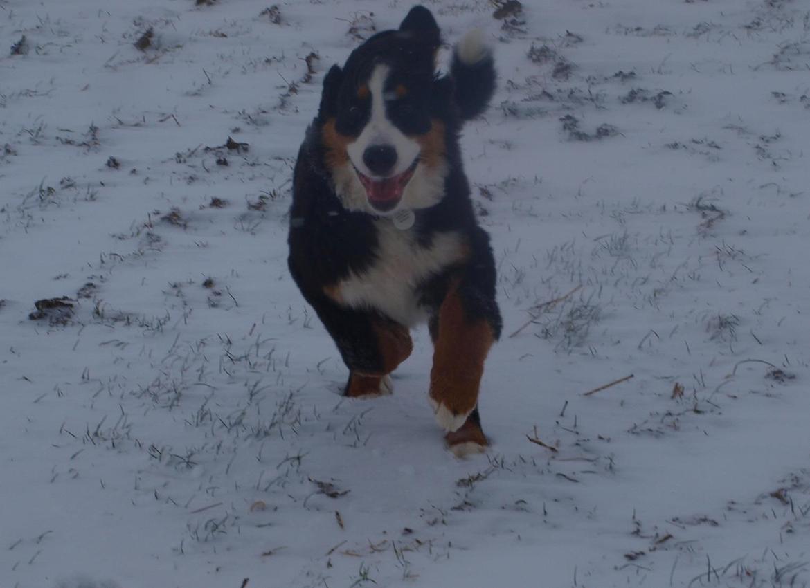 Berner sennenhund Scachris´s Sille "Lippa" billede 11