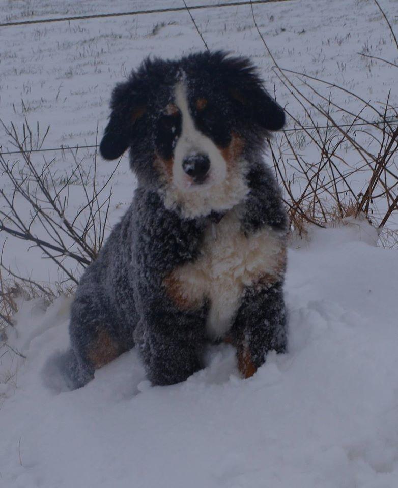 Berner sennenhund Scachris´s Sille "Lippa" billede 12