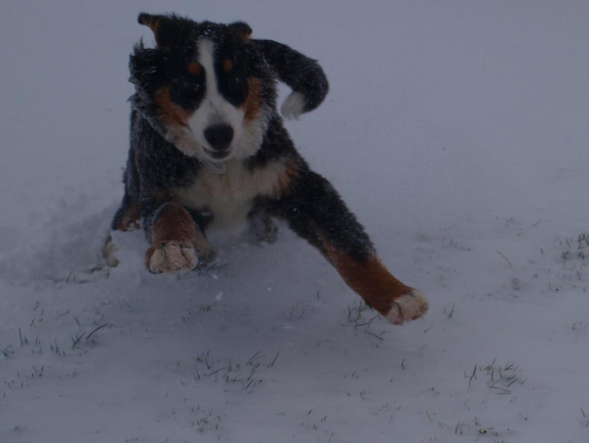 Berner sennenhund Scachris´s Sille "Lippa" billede 13