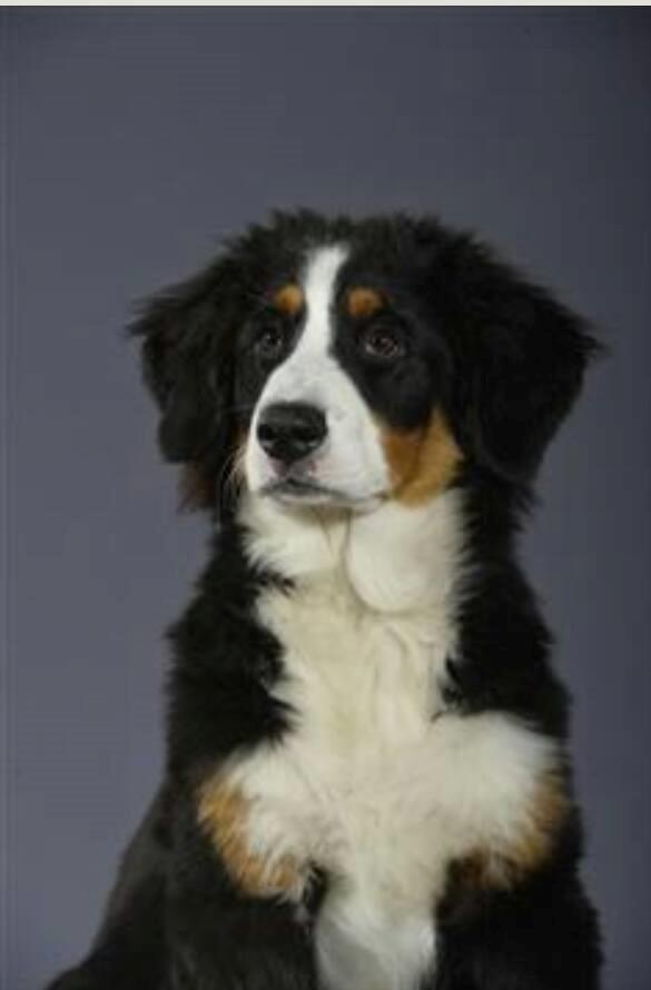 Berner sennenhund Scachris´s Sille "Lippa" billede 14