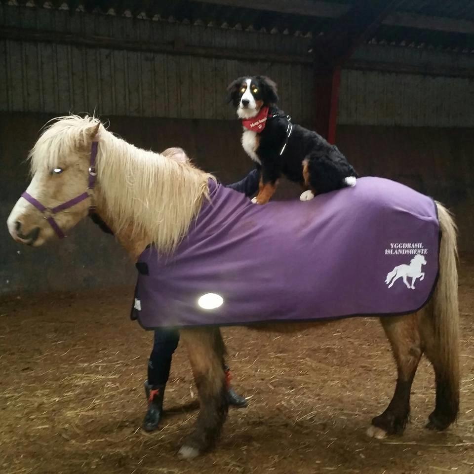 Berner sennenhund Scachris´s Sille "Lippa" - Lippa og Bibbi billede 15