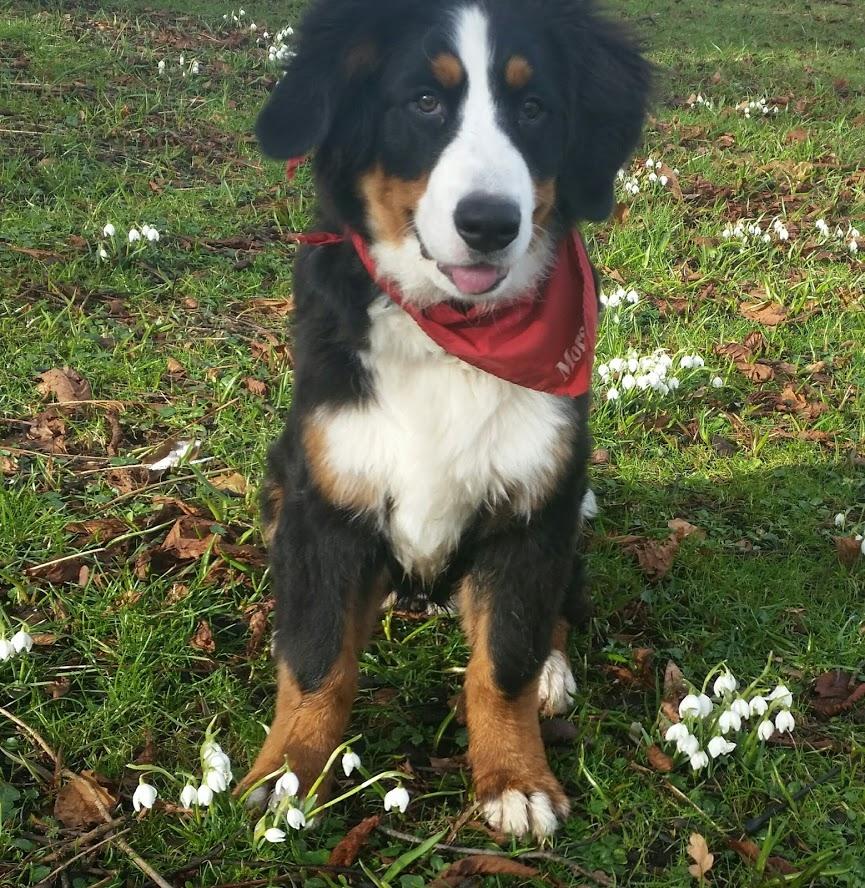Berner sennenhund Scachris´s Sille "Lippa" billede 8