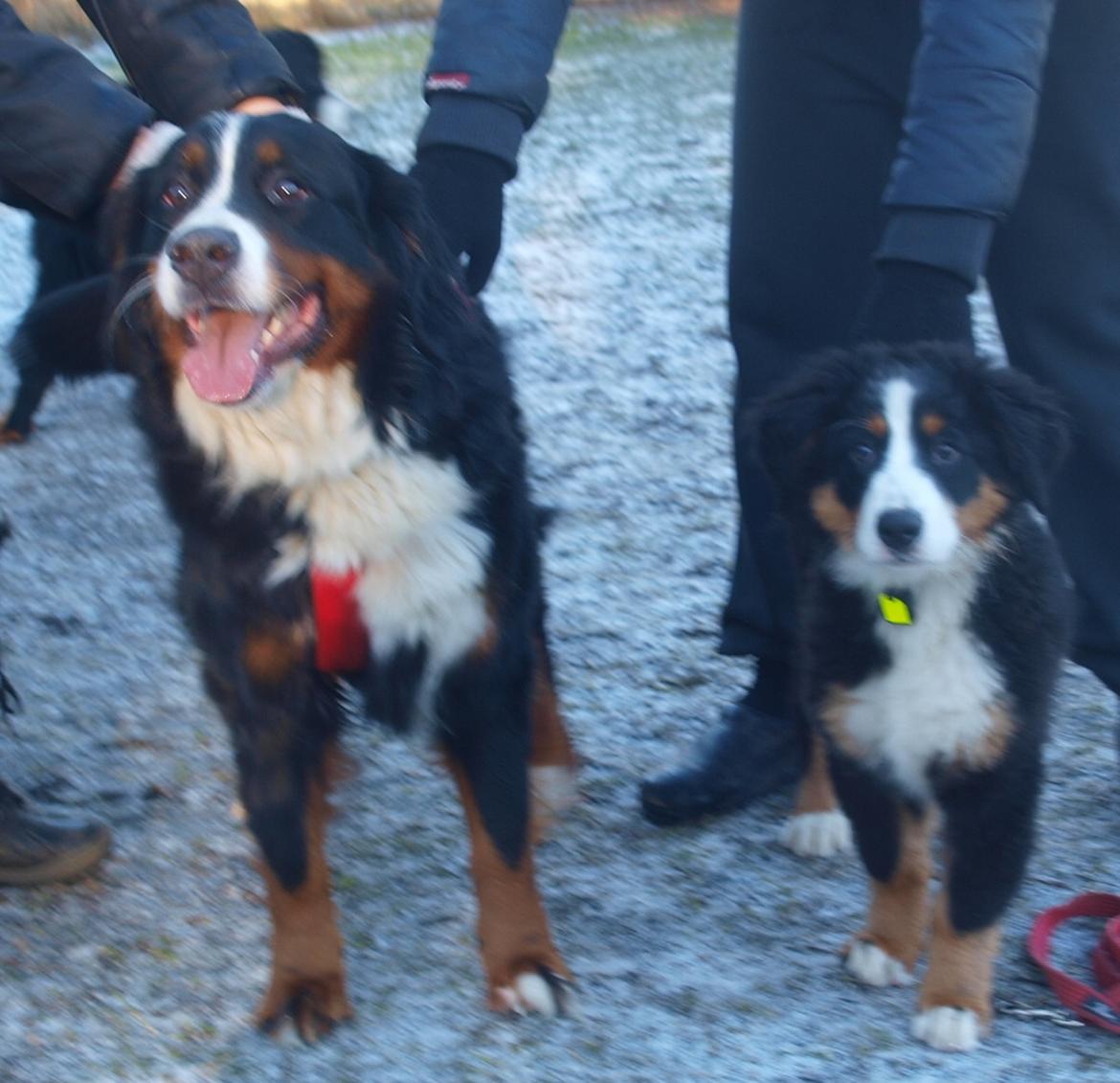 Berner sennenhund Scachris´s Sille "Lippa" - Lippa med  storsøster  Bella billede 16