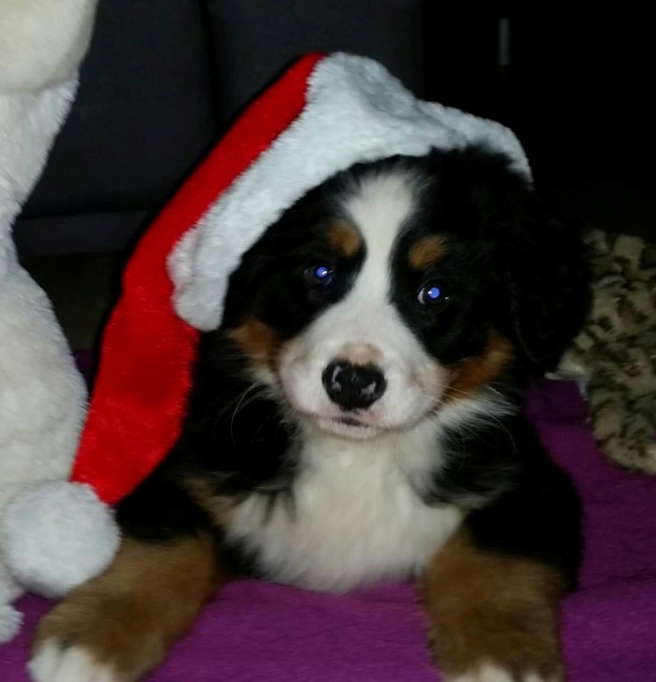 Berner sennenhund Scachris´s Sille "Lippa" billede 7