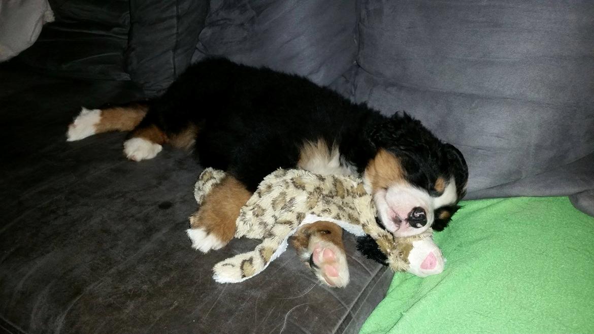 Berner sennenhund Scachris´s Sille "Lippa" - LIGE flyttet  ind billede 17