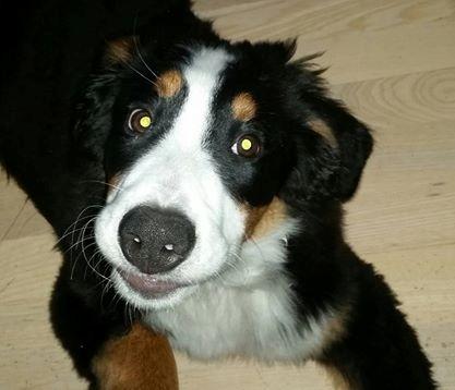 Berner sennenhund Scachris´s Sille "Lippa" billede 19