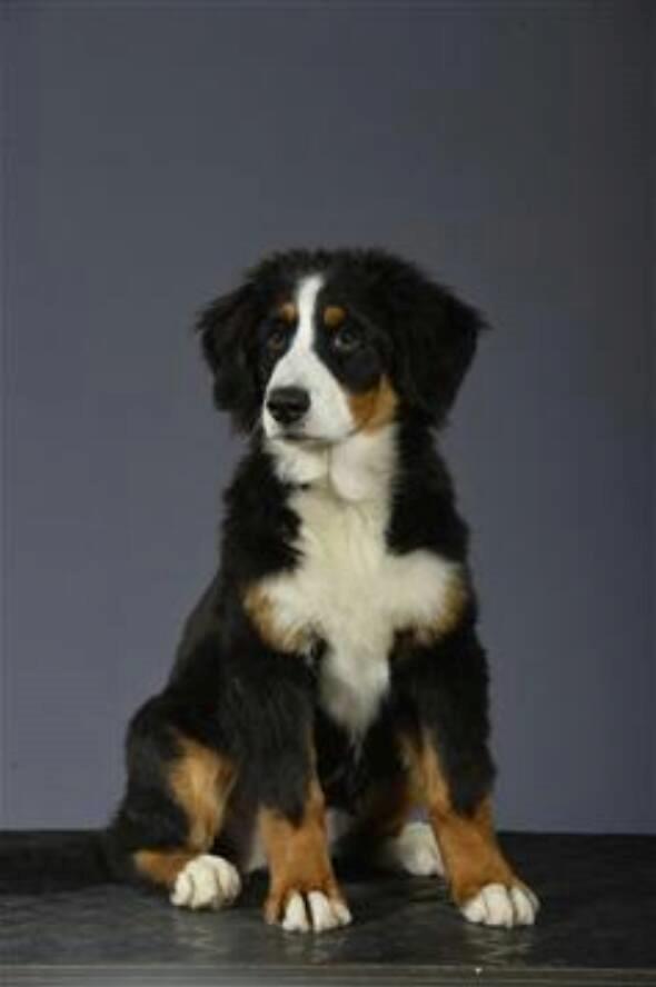 Berner sennenhund Scachris´s Sille "Lippa" billede 20