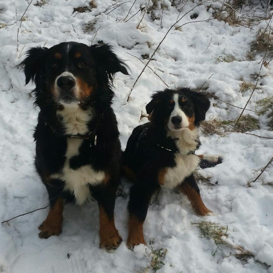 Berner sennenhund Scachris´s Sille "Lippa" - Lippa og  "tante" Bimse billede 21