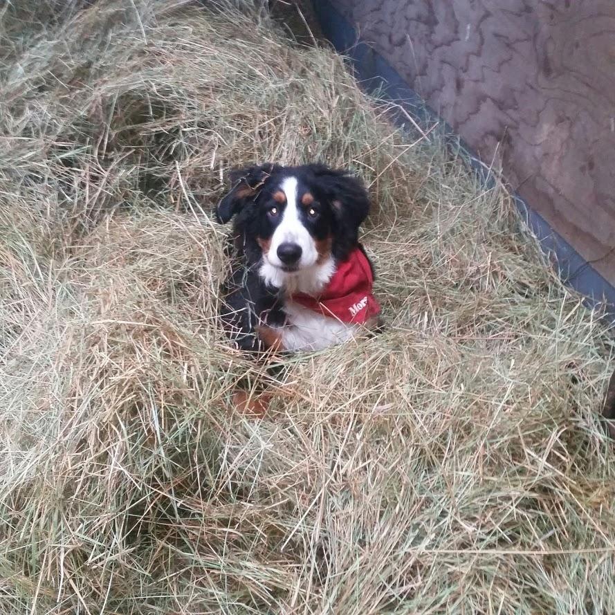 Berner sennenhund Scachris´s Sille "Lippa" billede 22