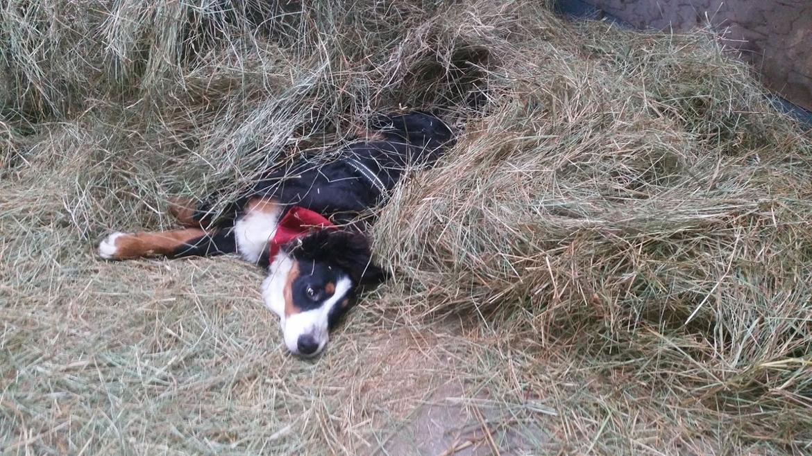 Berner sennenhund Scachris´s Sille "Lippa" billede 23