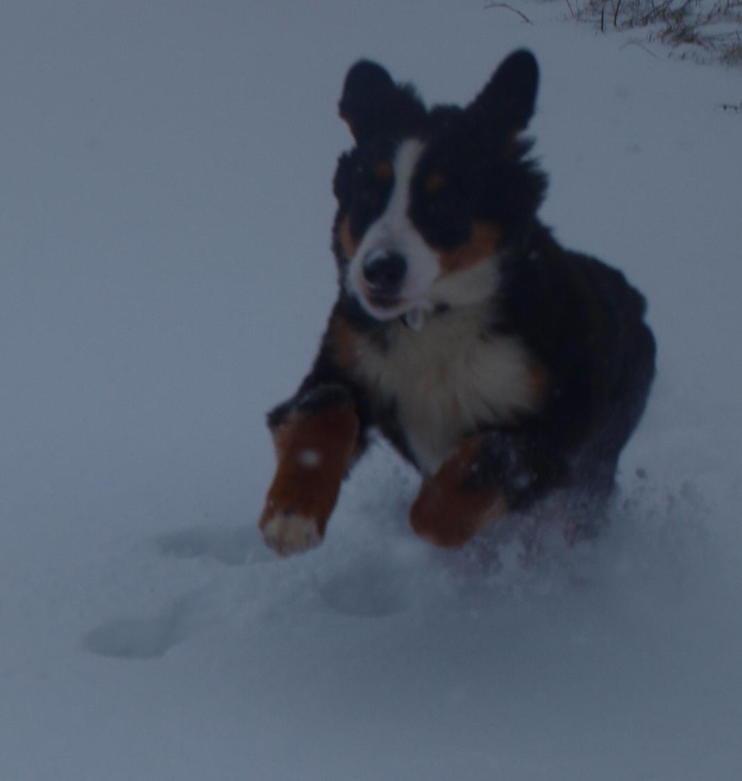 Berner sennenhund Scachris´s Sille "Lippa" billede 24