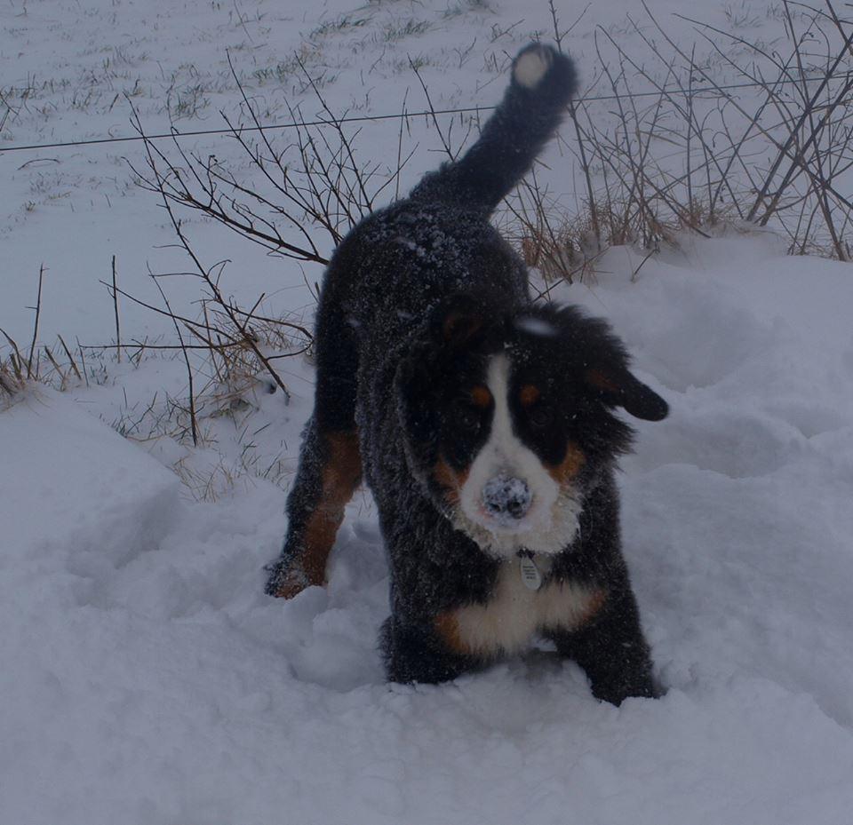Berner sennenhund Scachris´s Sille "Lippa" billede 18