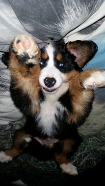 Berner sennenhund Scachris´s Sille "Lippa" billede 25