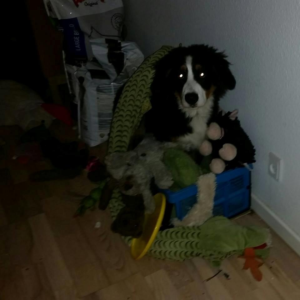 Berner sennenhund Scachris´s Sille "Lippa" billede 27