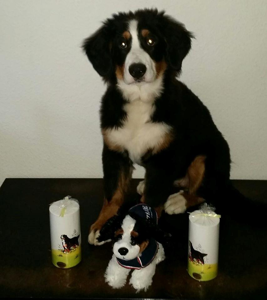 Berner sennenhund Scachris´s Sille "Lippa" billede 28