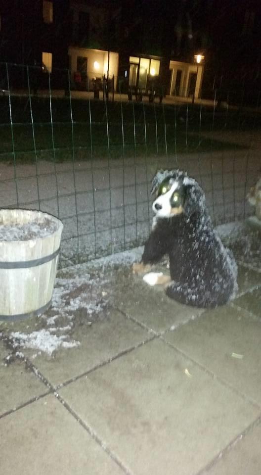 Berner sennenhund Scachris´s Sille "Lippa" - første  sne billede 26