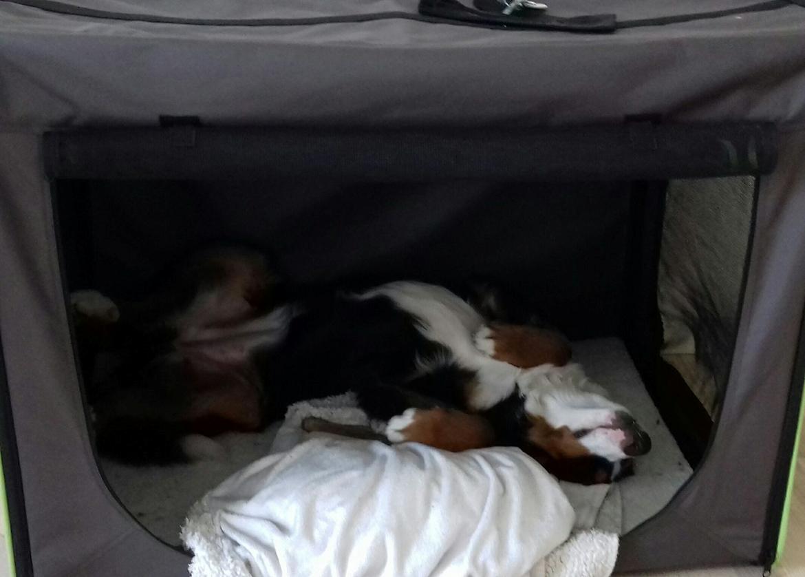 Berner sennenhund Scachris´s Sille "Lippa" billede 30