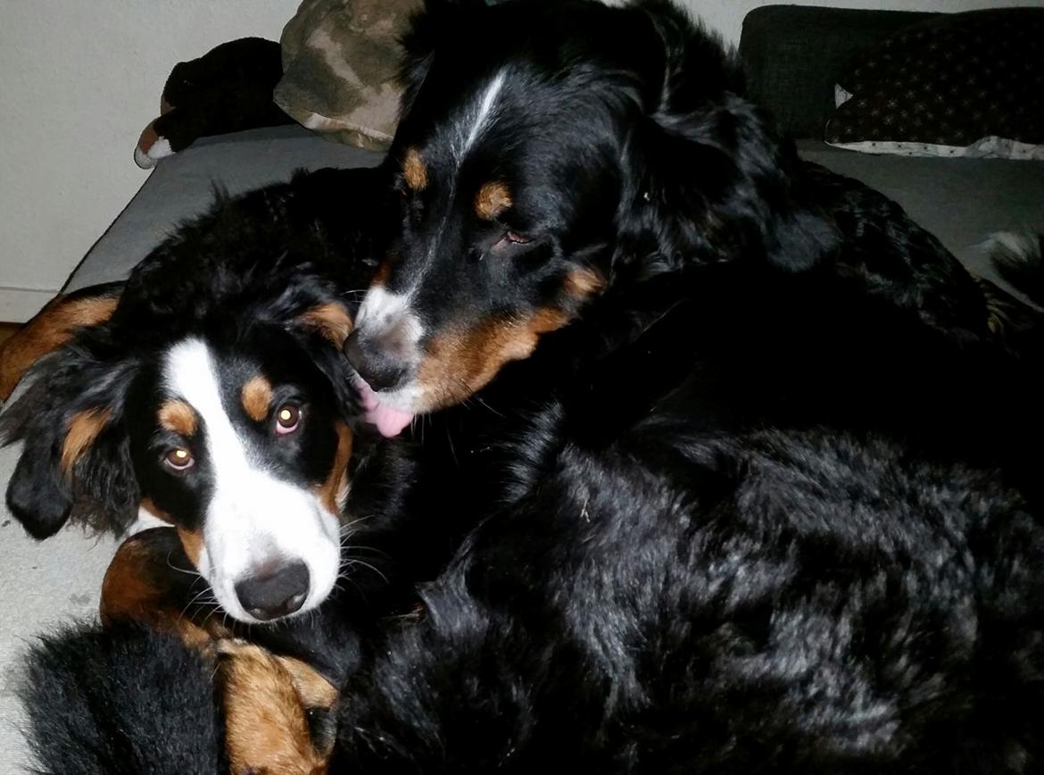 Berner sennenhund Scachris´s Sille "Lippa" - Kærlige "tante" bimse billede 29