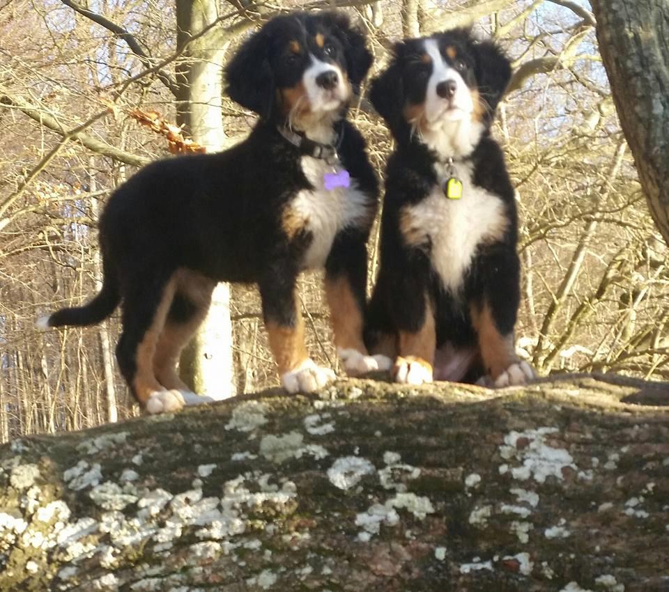 Berner sennenhund Scachris´s Sille "Lippa" - Lippa og hendes bedste ven billede 31