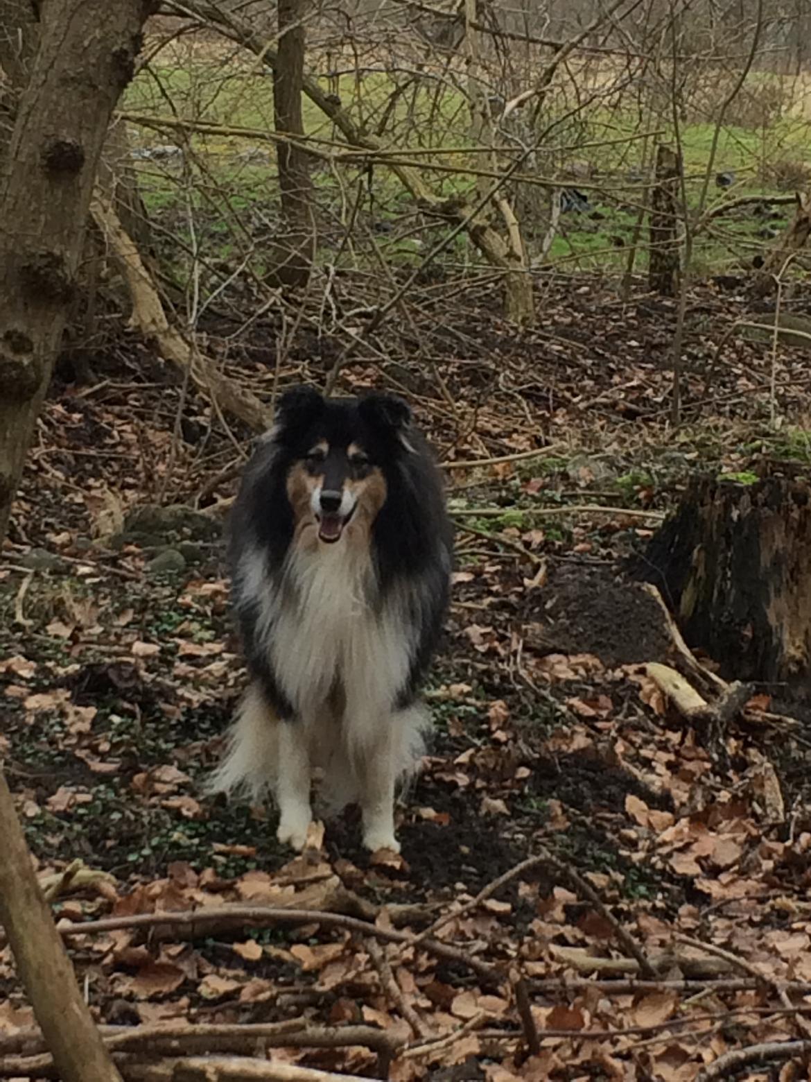 Collie langhåret R.I.P Kiitos - 2017 billede 20