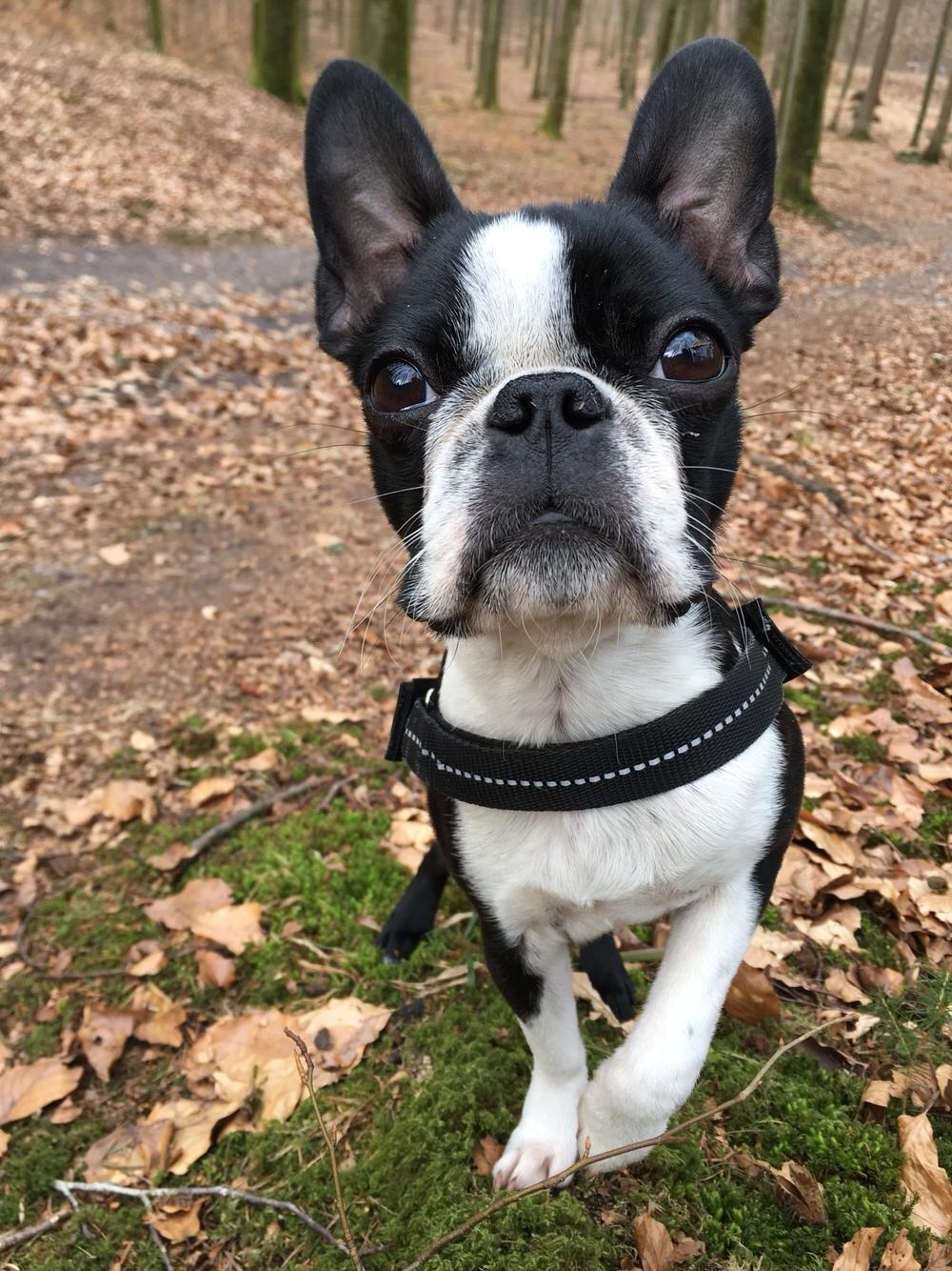 Boston terrier Naddie billede 33