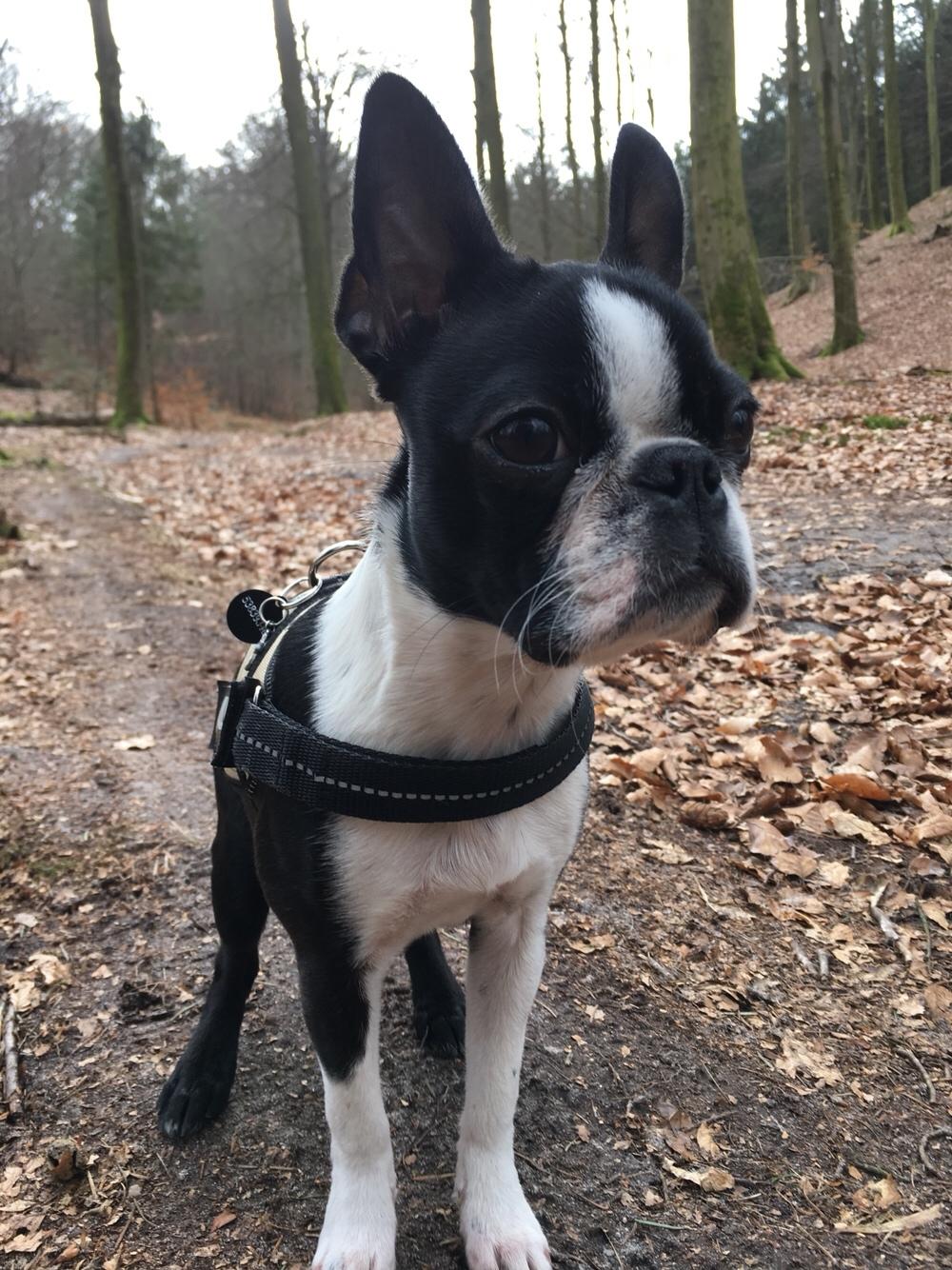 Boston terrier Naddie billede 34