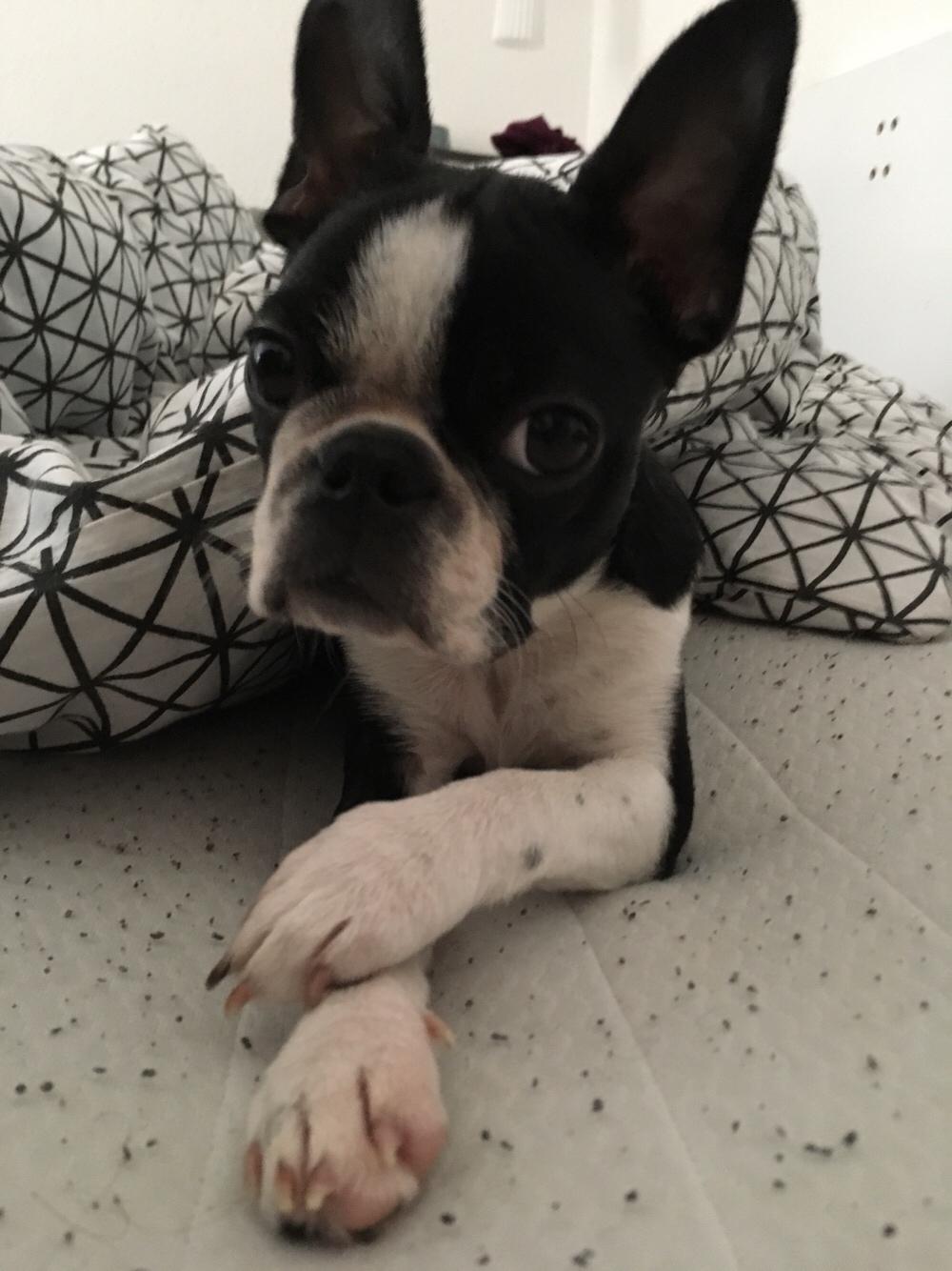 Boston terrier Naddie billede 36